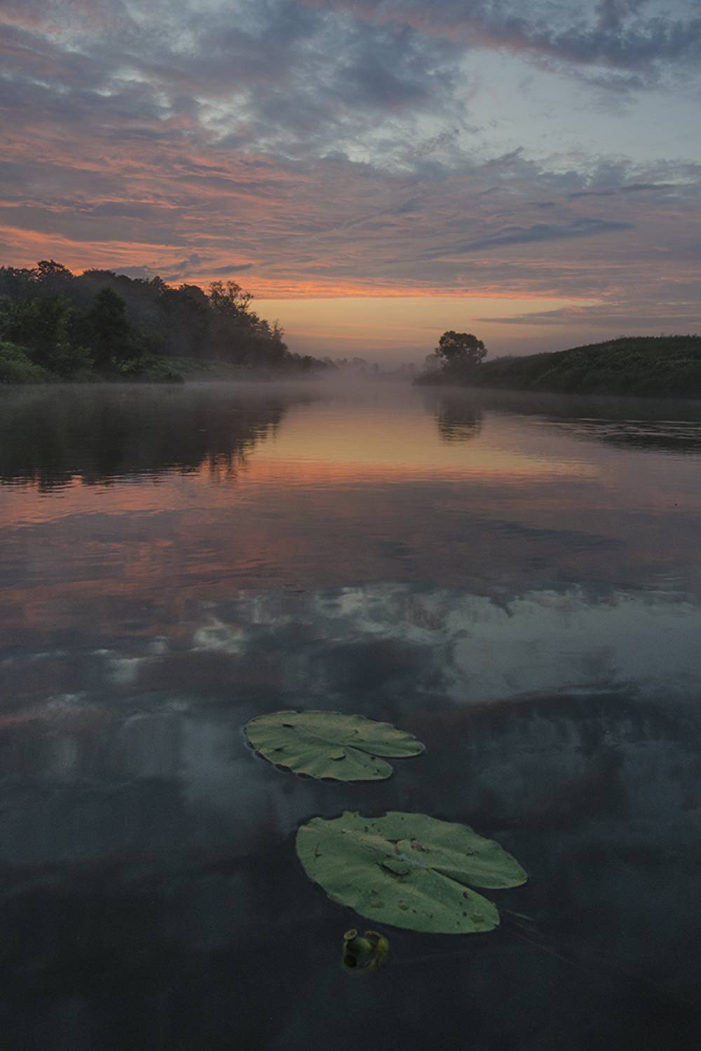 Кубышка. На заре сновидений. Автор: Михаил Агеев лето, утро, рассвет, якшино, река, упа, кубышка, Михаил Агеев
