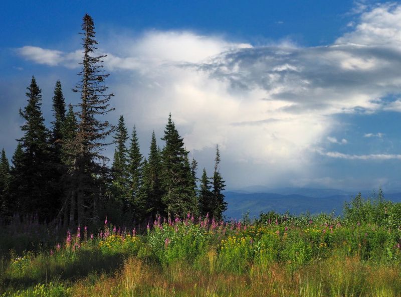 горная шория, шерегеш, сибирь Августphoto preview