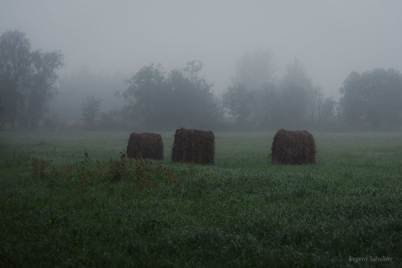 утро туман август паутина стрекоза пруд рассвет Туманное утро августа фото превью