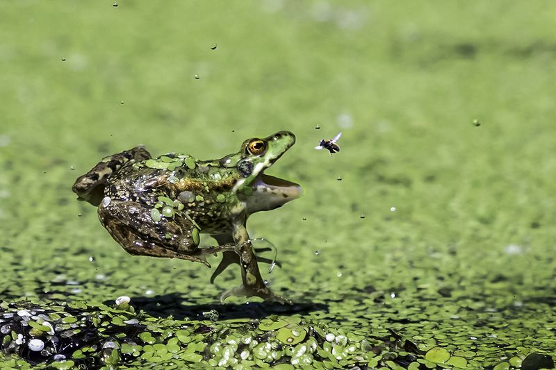 лягушка, прыжок, муха Прыжокphoto preview