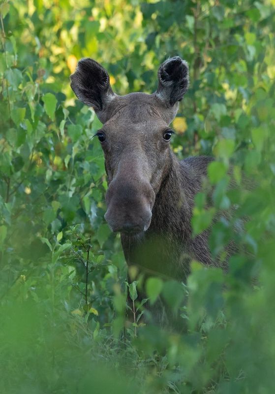 лось Портрет в зелениphoto preview
