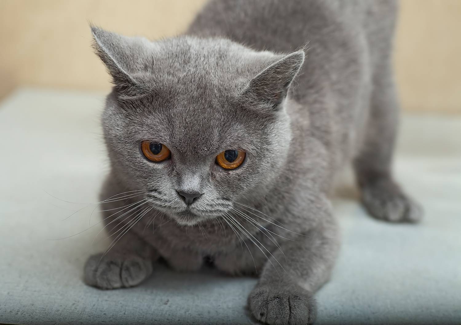 Приготовилась к прыжку. Автор: Широких Александр домашние животные, кошка, поза, Широких Александр