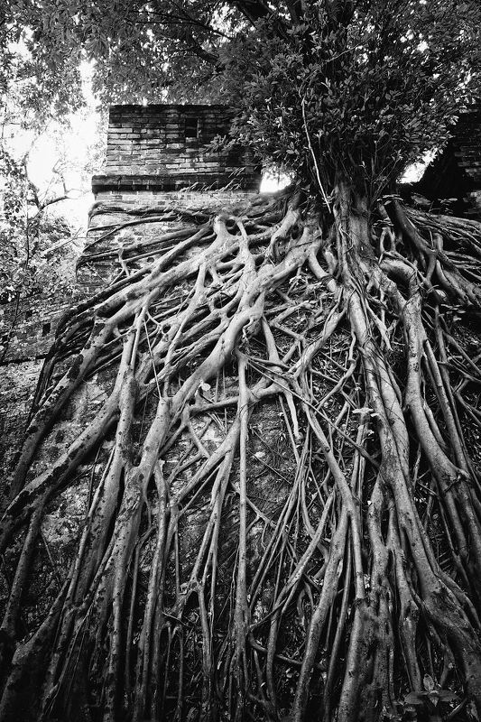 Дриадыphoto preview