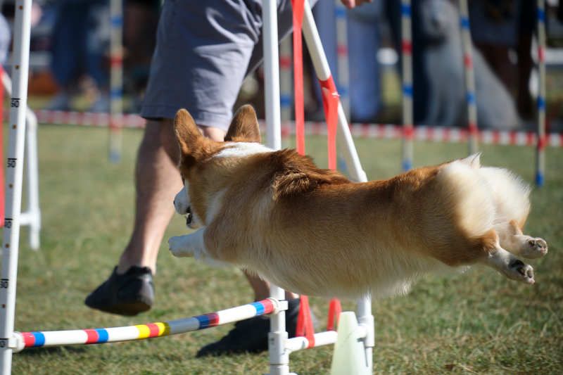 собаки, анималист, корги, dogs, korgi, animalphoto Летающие булочкиphoto preview