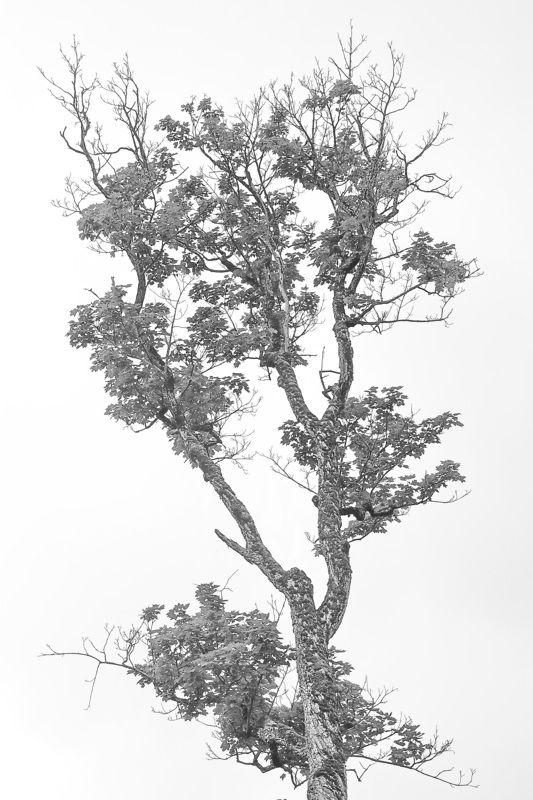 Архых горы цветы   Графика Архызаphoto preview