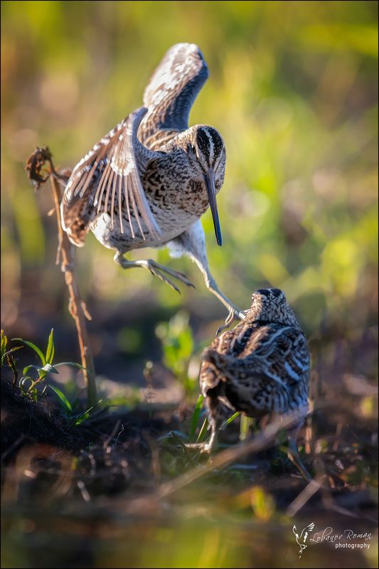 Русские мушкетёрыphoto preview