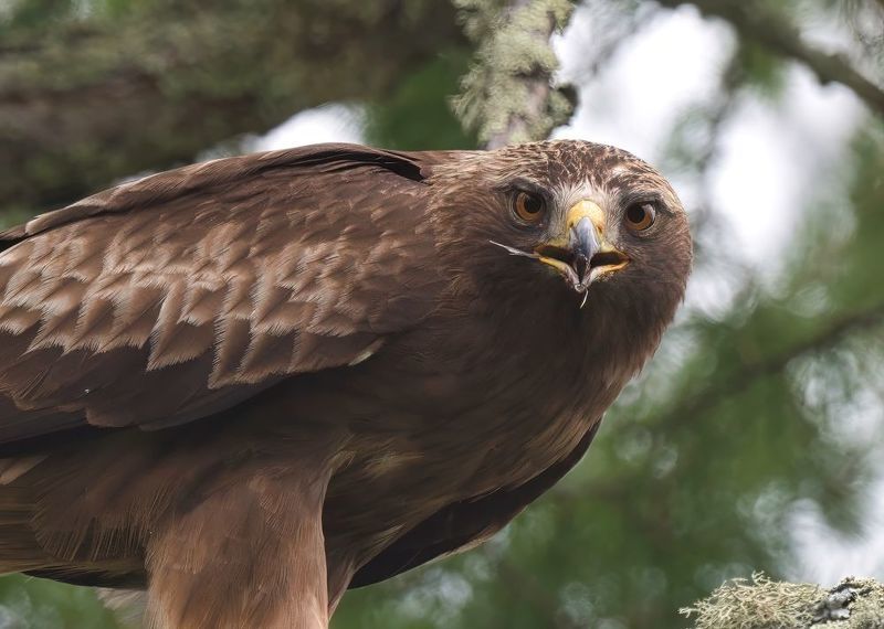 Rapax intuitusphoto preview