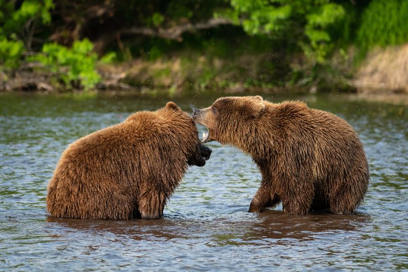 медведи, Камчатка, озеро, отношения Давай на ушко шепнуphoto preview