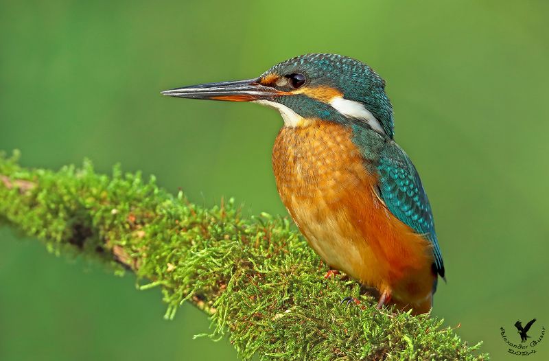 зимородок Зимородокphoto preview