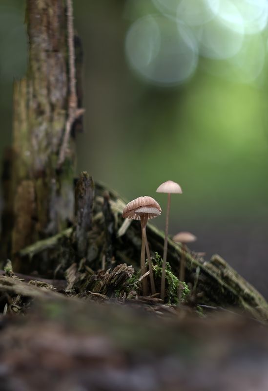 Поганочкиphoto preview