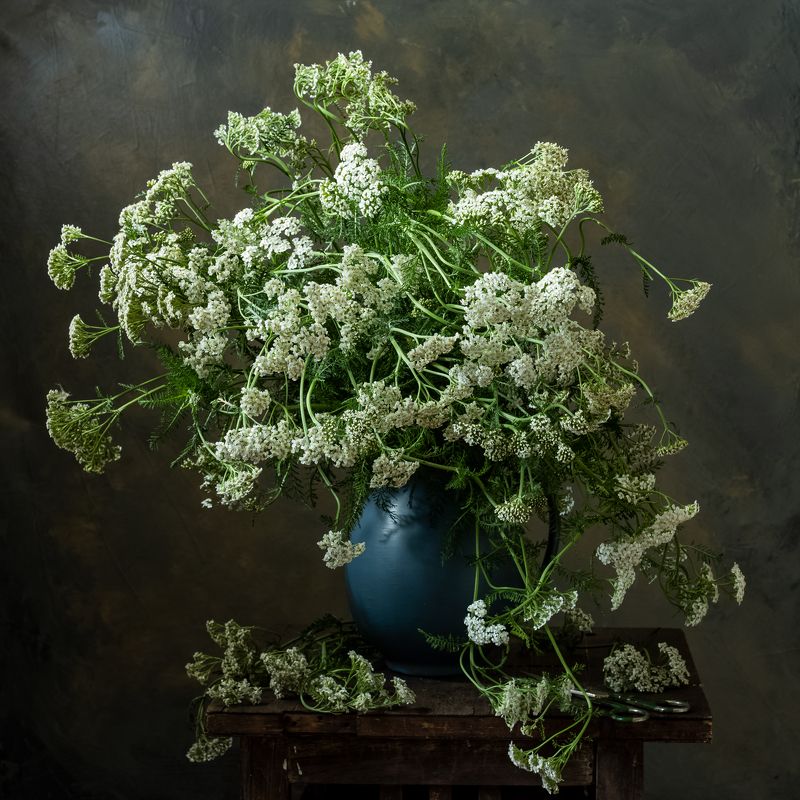 натюрморт, цветы, тысяанлистник Букет тысячелистникаphoto preview