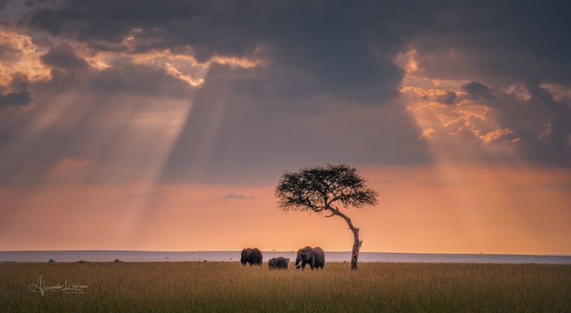 кения,вечер,закат,слоны Вечер... занавес... фото превью