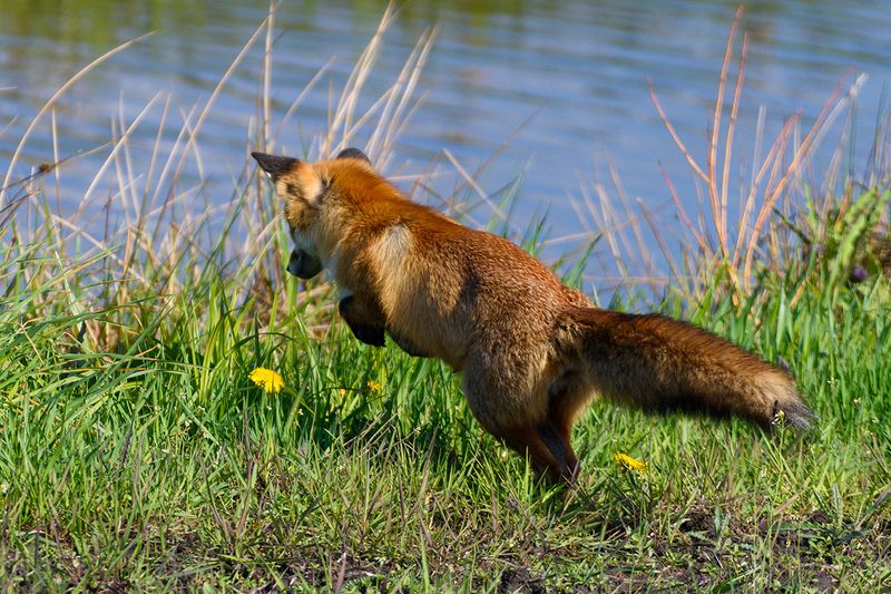 Нырокphoto preview