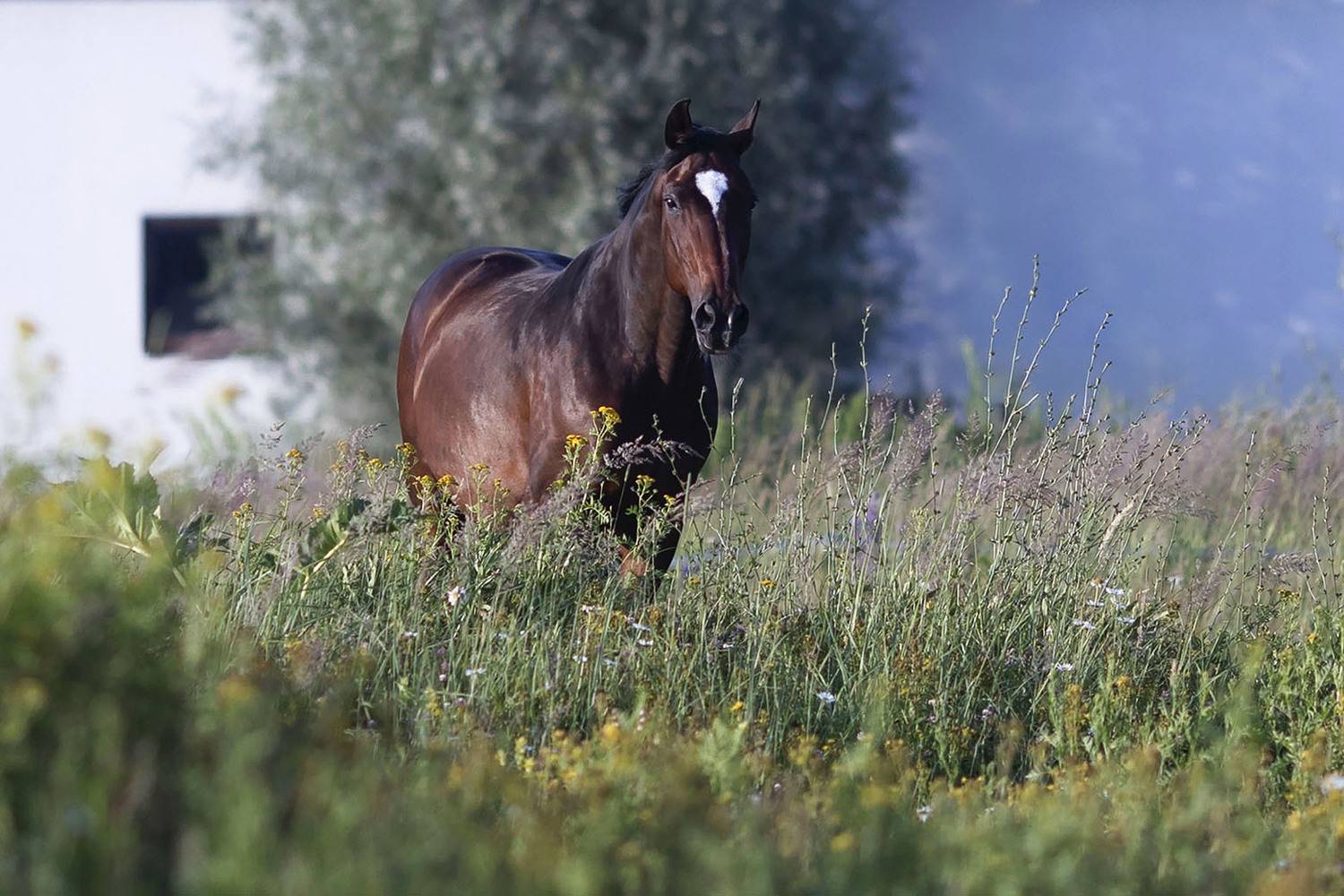 Идиллия. Автор: Стукалова Юлия лошадь, красота, поле, природа, horse, beautiful,field, nature, Стукалова Юлия