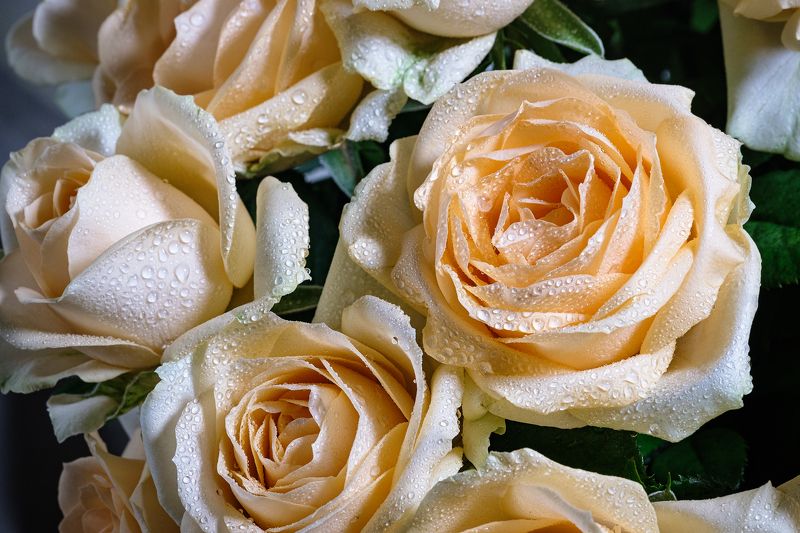 роза розаphoto preview