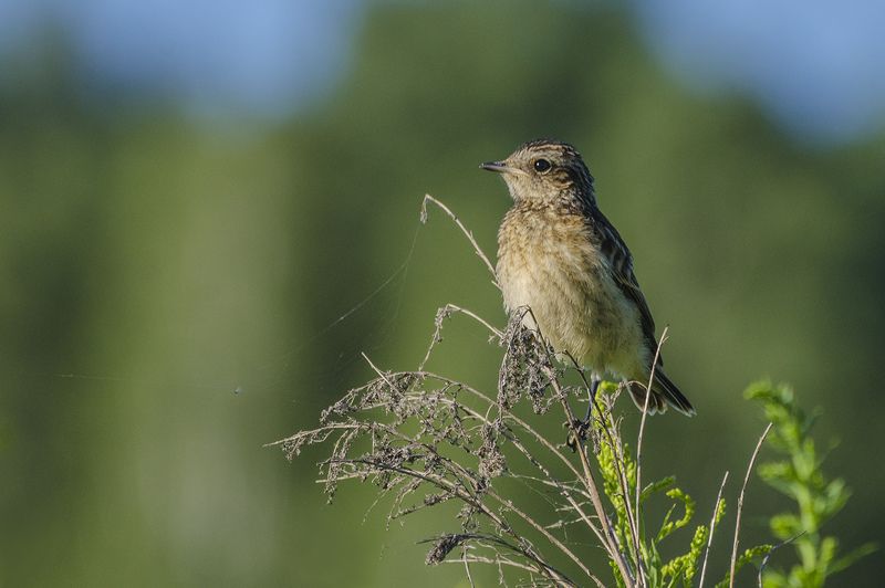 птенец, слёток, птица, чекан луговой Первое лето чеканаphoto preview