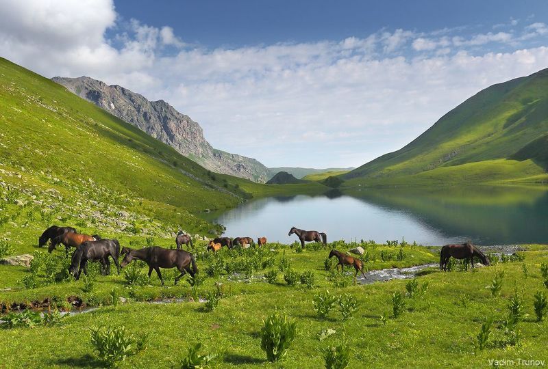 архыз, кчр, кяфар, абишира-ахуба, кавказ Лошади Архызаphoto preview