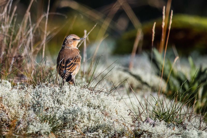 природа России, птицы России, каменка обыкновенная, бердвотчинг Каменкаphoto preview