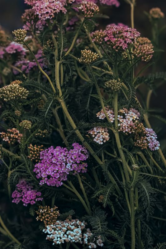 yarrow, meadow, тысячелистник mysterious yarrowphoto preview