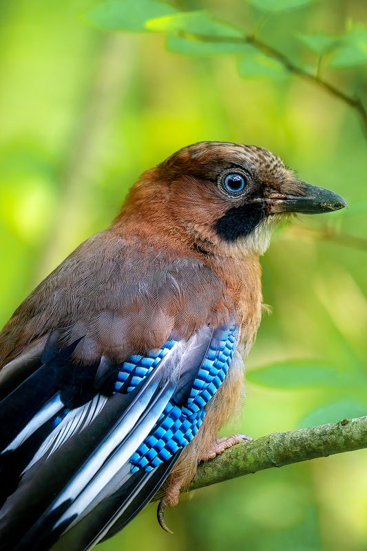 птицы Сойка фото превью