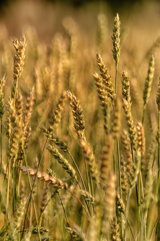 В лучах закатаphoto preview