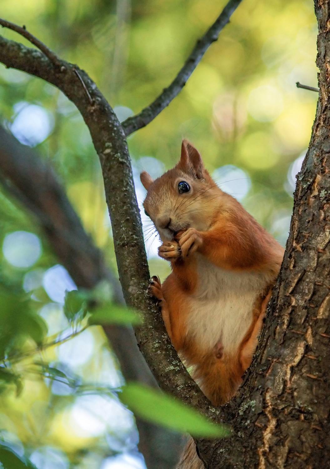 Ты не ты когда Очень кушать хочется. Автор: Чепленко Алексей , Чепленко Алексей