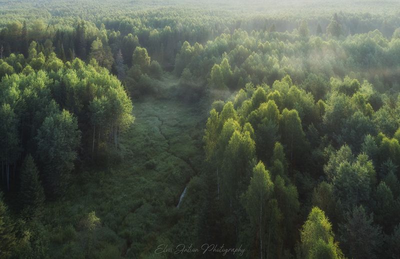 пейзаж, природа Заповедный лесphoto preview