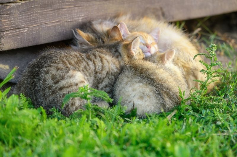 псков, пейзаж, Спят усталые....photo preview