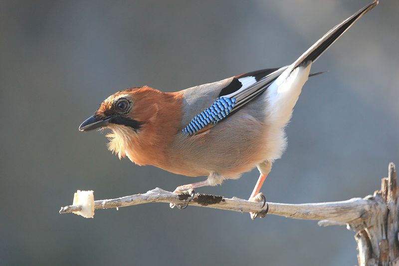 сойка За саломphoto preview