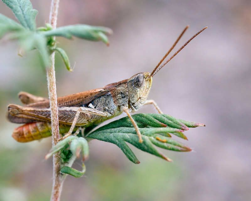 кузнечик мокро насекомые Кузнечикphoto preview