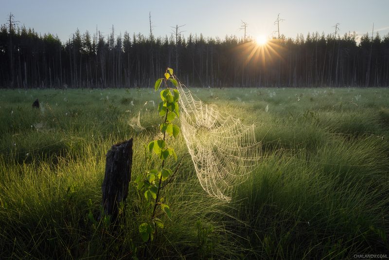 пейзаж, север, рассвет, болото, лето, коми, паутина, солнце Ловцыphoto preview
