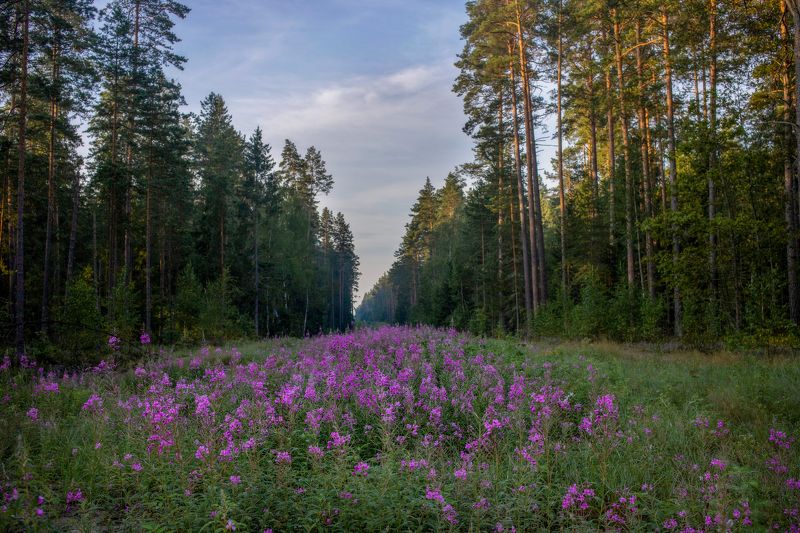 ********photo preview