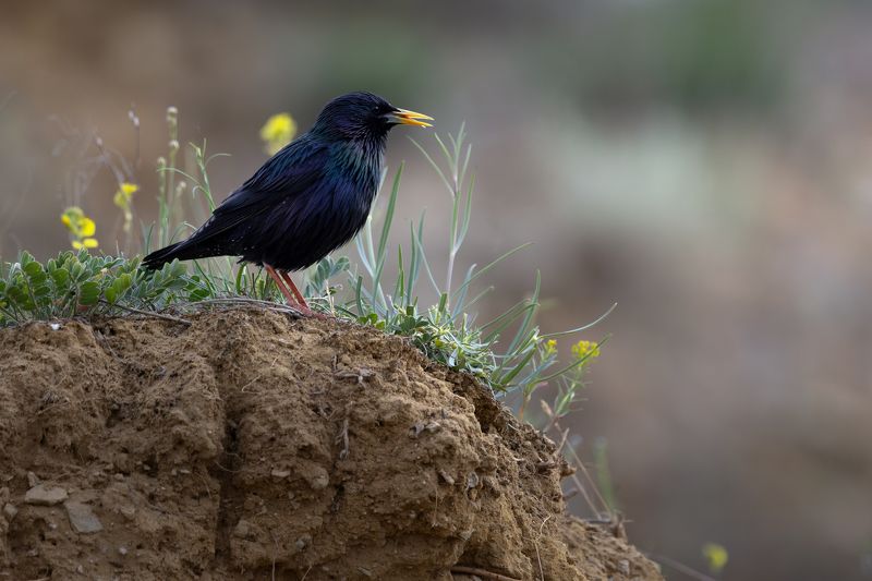 скворец Скворецphoto preview