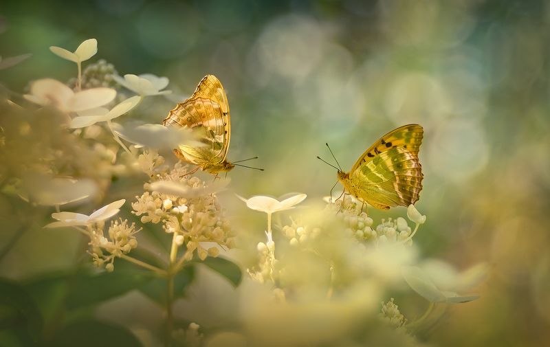 Лето для двоихphoto preview