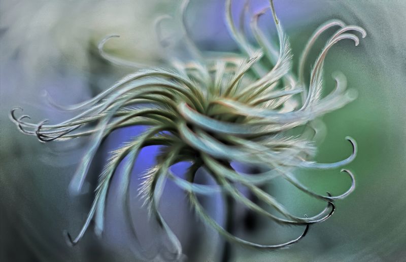 Клематисphoto preview