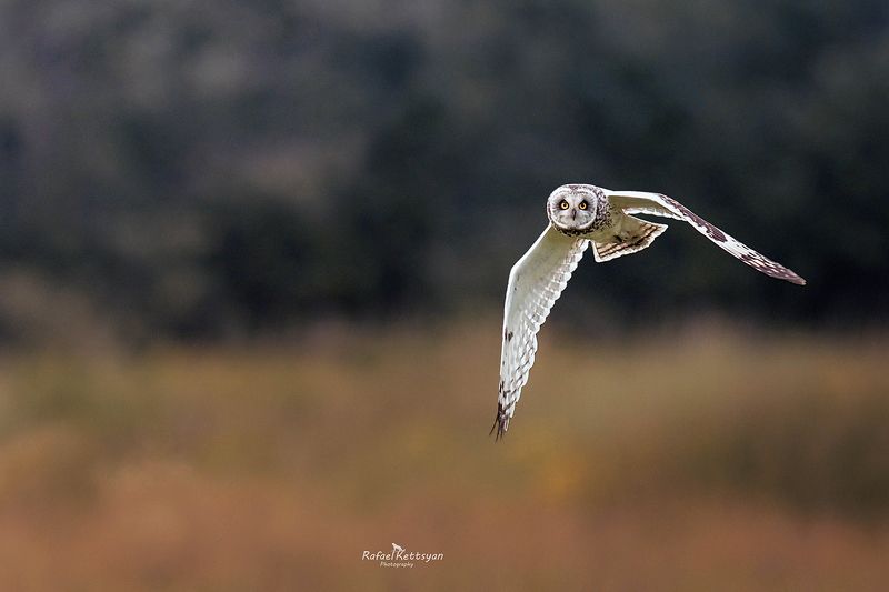 Short eared owl on the huntphoto preview