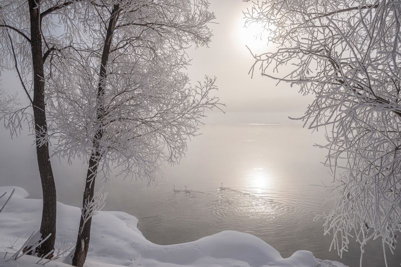 лебеди, кликуны, на, бии Лебединое утро на Бииphoto preview