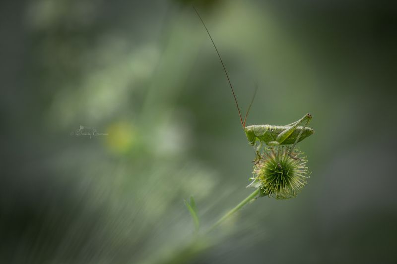 кузнечик зелёный природа фауна фотография фон боке Где-то на лугу... фото превью