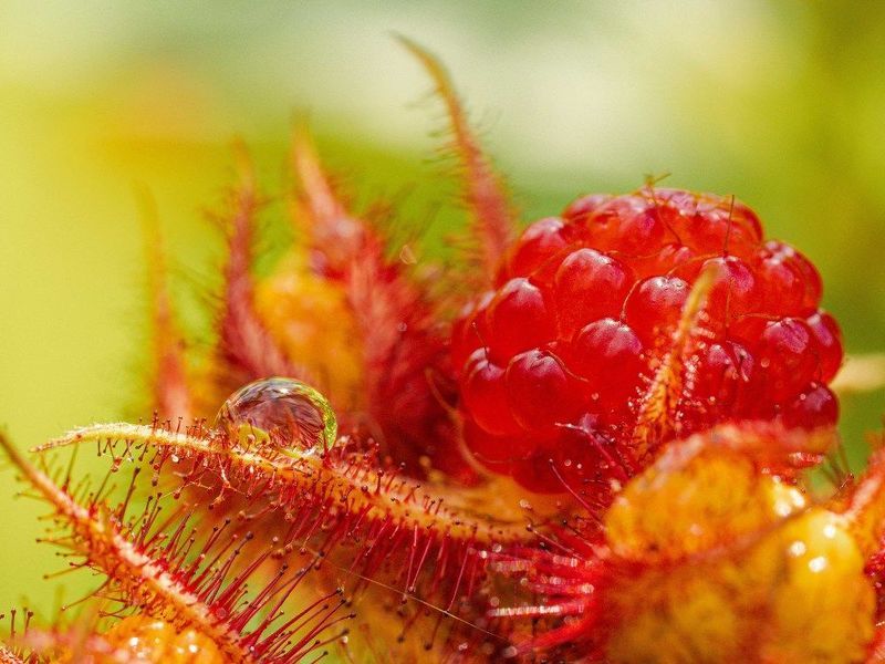 Японская винная малинаphoto preview