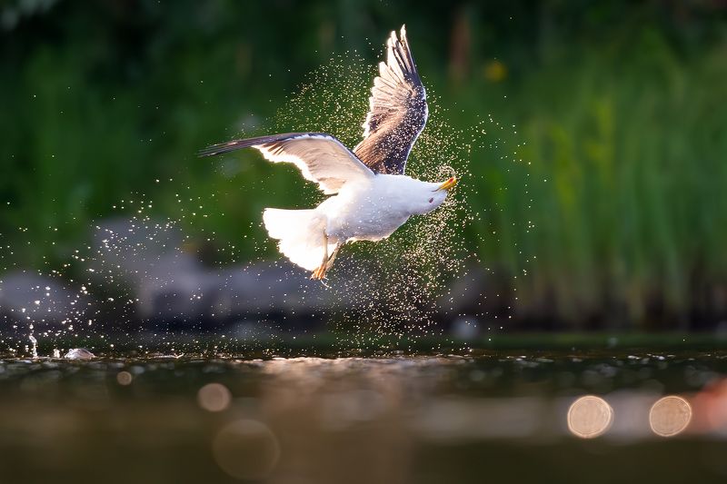 Чайка)photo preview