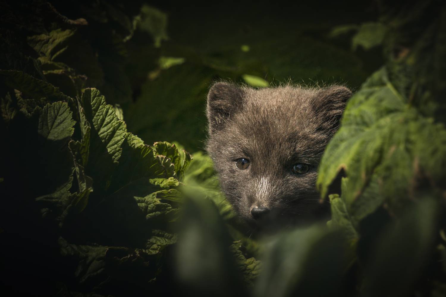 , Денис Туев