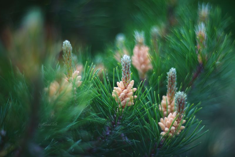 Цветёт соснаphoto preview