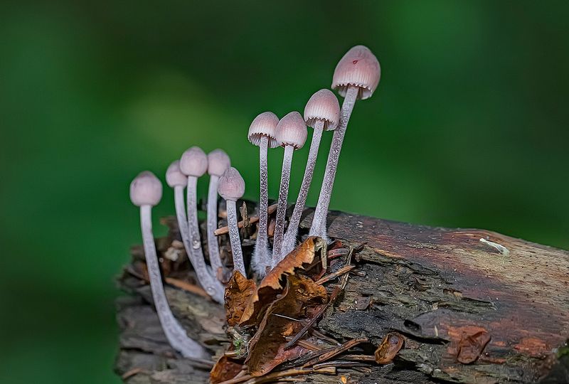 грибы, мицена, mycena haematopus, лес Грибная семейкаphoto preview