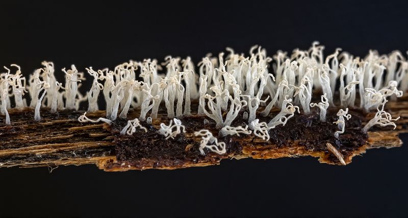 миксомицеты, цератиомикса, лес, макро, ceratiomyxa fruticulosa Цератиомикса кустарничковаяphoto preview