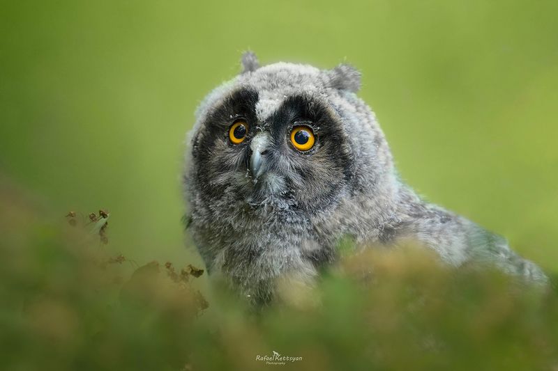 Long eared owl owletphoto preview