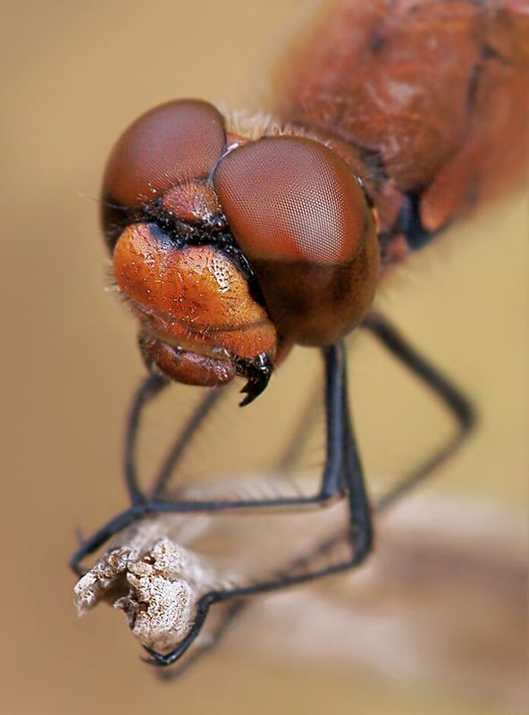 Любопытнаяphoto preview