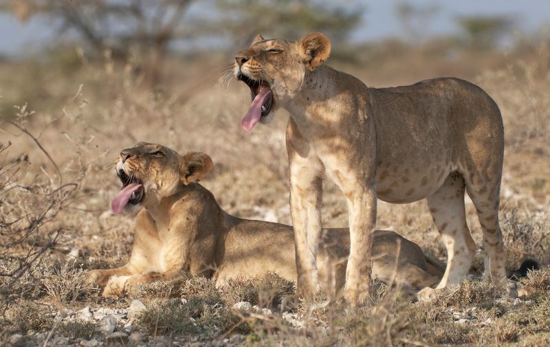 Пора вставатьphoto preview