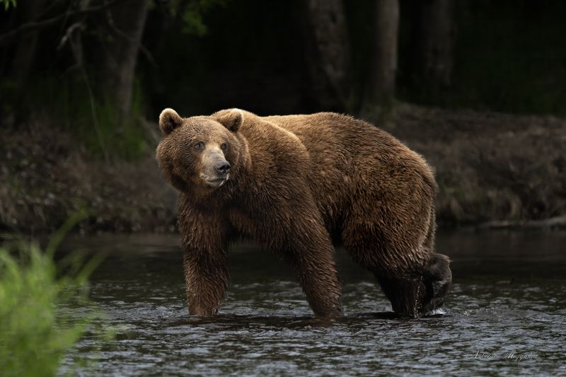 Хозяин тайгиphoto preview