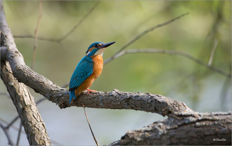 птица,зимородок,красавчик Красавчик ) фото превью