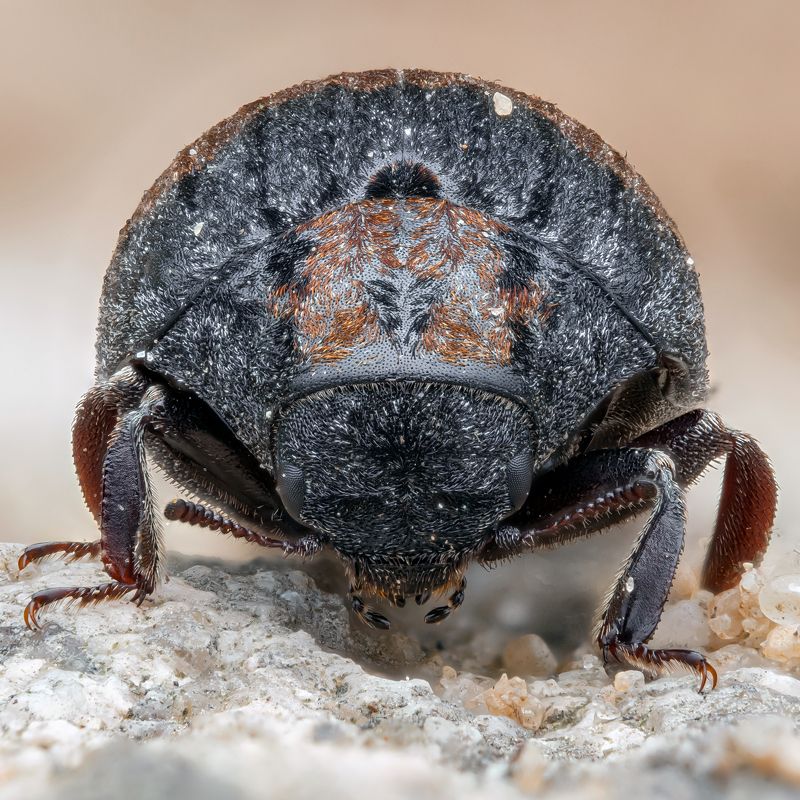 Byrrhus pilulaphoto preview